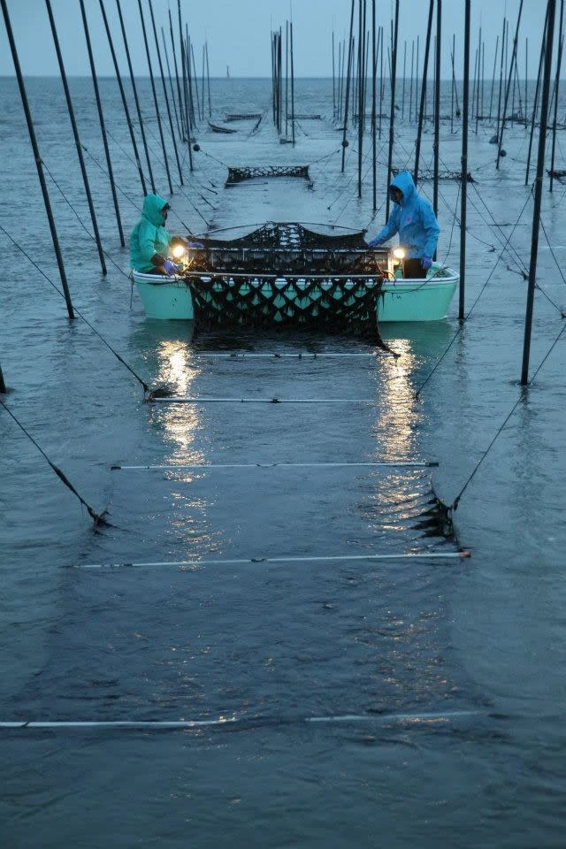 【有明初摘み】藻紙10袋いっぱい焼海苔セット