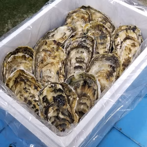 【2026福袋】日本最東端の牡蠣のカキ＜Lサイズ：20個＞大きくてもお値段そのま