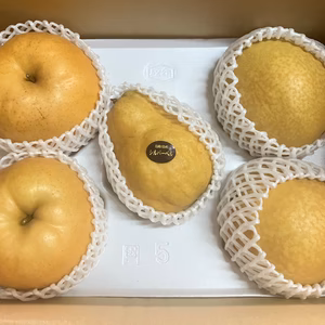 鳥取県産 冬の和梨・洋梨食べ比べセット【冬ギフトにも♪】