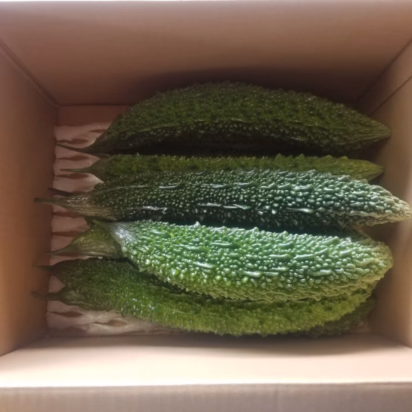 ゴーヤーちゃん