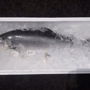 淡路島サクラマス活け〆２ｋｇもの（腹抜き）