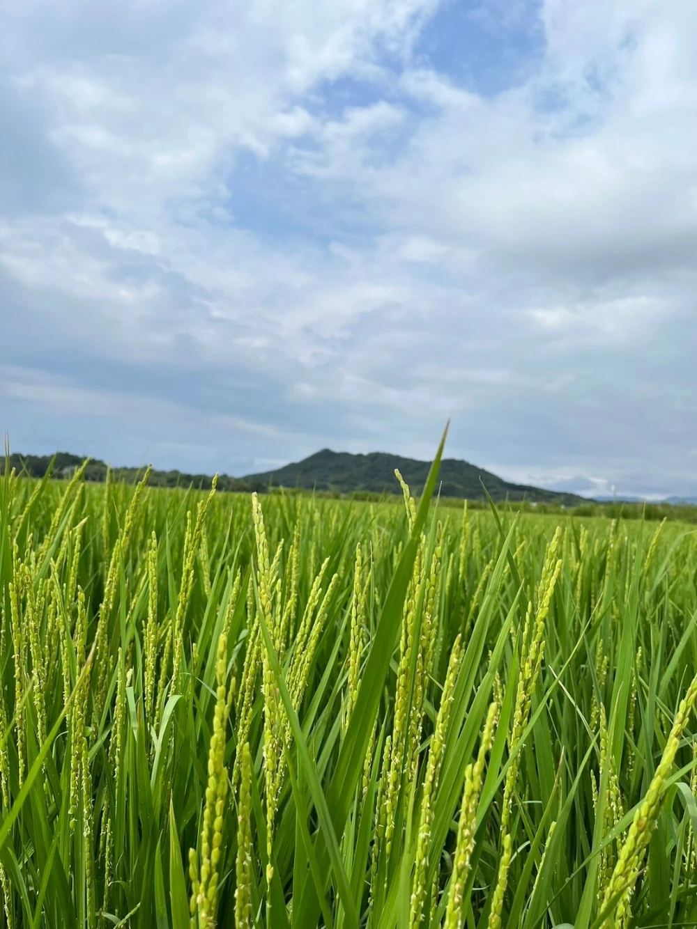 【今だけお買い得大容量】最高糖度30度超え"加賀百万石に肩を並べた"名門長州米