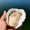 旨味もサイズも超ド級 濃厚岩牡蠣 能登キング 能登七尾湾からお届け ２０個セット