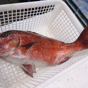 本当に残っている 特大真鯛 2Ｋup　オンライン捌き教室4/12開催