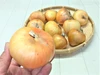 え？　( ﾟДﾟ)玉ねぎなのに果物並みの甘さ！戸島農園NS生産品の晩成玉ねぎ