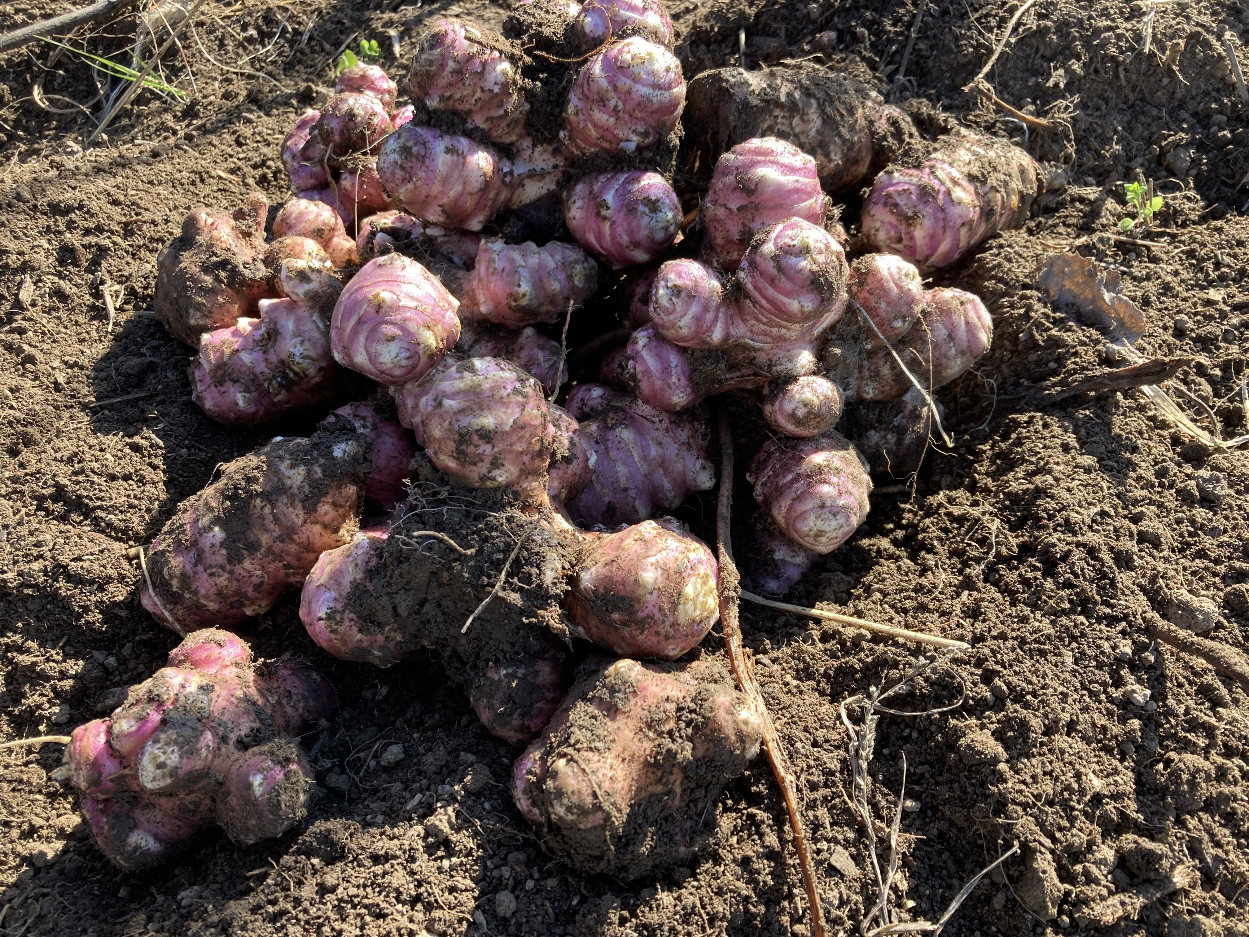 紫菊芋の産直通販・お取り寄せ商品｜ポケットマルシェ｜産地直送で旬の