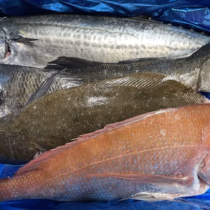 熊本県天草産　漁師直送 鮮度抜群！鮮魚おまかせBOX