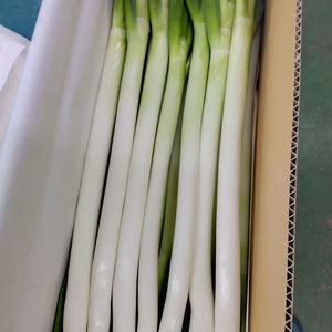 【限定30セット！】有機長ねぎ！