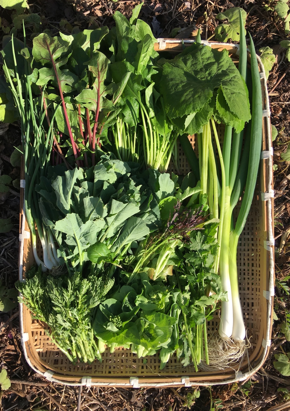 月1回定期発送 冷蔵便 鴨さんの旬を届ける野菜セット 農家漁師から産地直送の通販 ポケットマルシェ