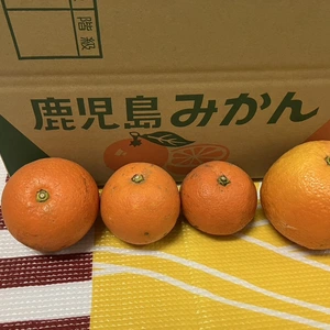 鹿児島県産「橙・だいだい」　農薬除草剤不使用