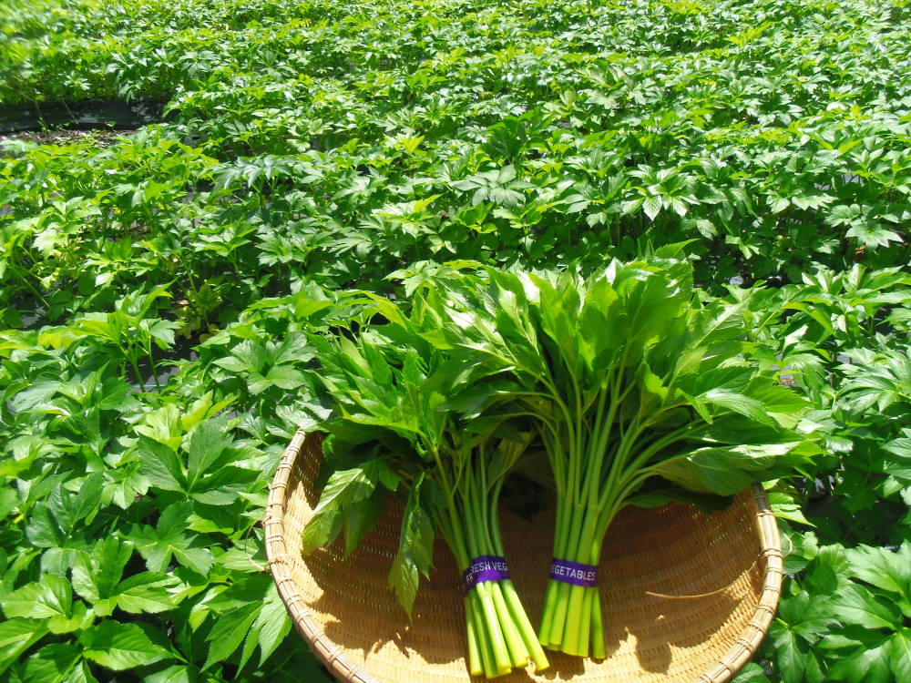 三宅島特産のあしたば 農家漁師から産地直送の通販 ポケットマルシェ