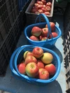 数量限定！【家庭用】完熟サンふじ 約5kg～ 12月発送 信州りんご 