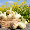 淡路島から春風と共に極早生新たまねぎ