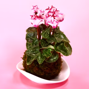 苔玉　シクラメン　(2色　フリル)