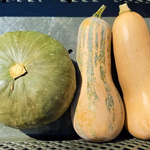 カボチャ３種食べ比べセット！バターナッツ・島カボチャ・通常カボチャ