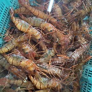 北海道産ボタンエビ　冷凍　中サイズ