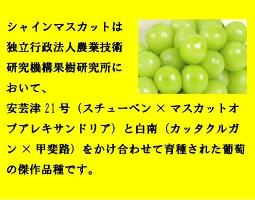 岡山県産 シャインマスカット（種なし） 2房 約1.3キロ S1.3｜果物の