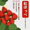 【お歳暮】完熟いちご(紅ほっぺ)300g4パック(DXパック)