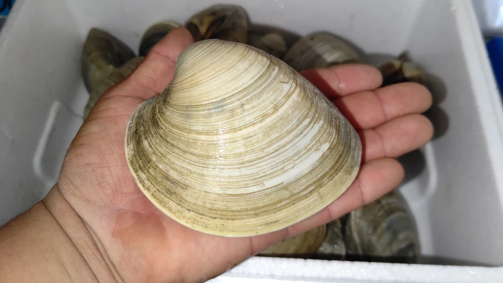 船橋三番瀬ホンビノス貝超 規格外 1個2g以上 魚介類の商品詳細 ポケットマルシェ 産直 産地直送 通販 旬の果物 野菜 魚介をお取り寄せ