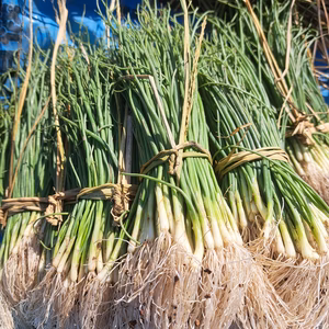 信州産 玉ねぎ苗 七宝甘70 （農薬・化学肥料不使用）