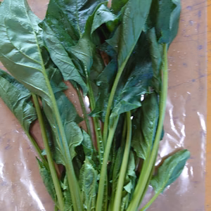 ほうれん草　有機　クール便