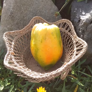 芳醇❗フルーツパパイヤ850g(栽培期間中農薬不使用)