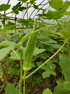 【無化学肥料·無化学農薬】野菜セットSＳ(5種入り)