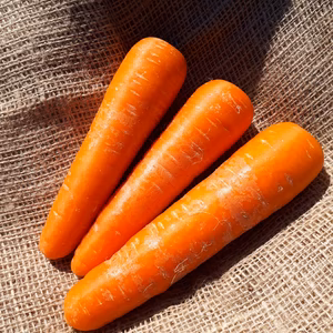 岩手山麓育ち❗黒田五寸人参　農薬・化学肥料不使用