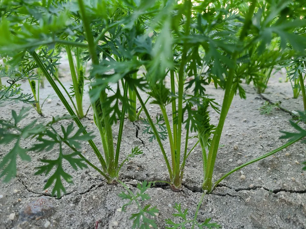 味が濃い★美味しくてニッコリ笑顔！旬野菜♪