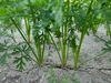 味が濃い★美味しくてニッコリ笑顔！旬野菜♪