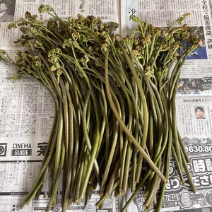 天然山菜【わらび】