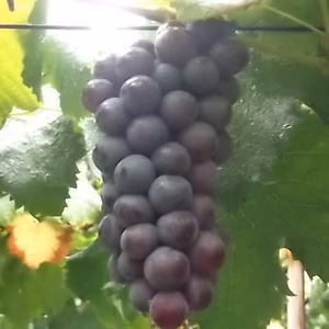 芳醇な甘さあふれ、蜂蜜味の黒部山麓育ちスチューベン