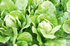 【お試し】京都産ロメインレタス2玉＆旬のイタリア野菜ちょっとずつセット