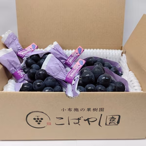 ナガノパープル4〜5房入　1.8kg