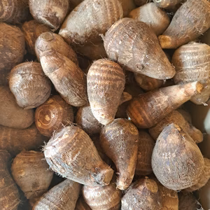 信州産 早煮え里芋（化学肥料・農薬不使用）