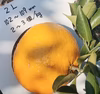 【残りわずか】農薬不使用甘夏・訳ありお得箱10kg♪