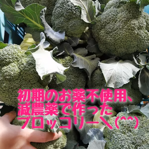 栽培期間中減農薬のブロッコリー！
