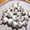 自然栽培（無除草剤！無肥料！無農薬！）の期間限定　生にんにく　