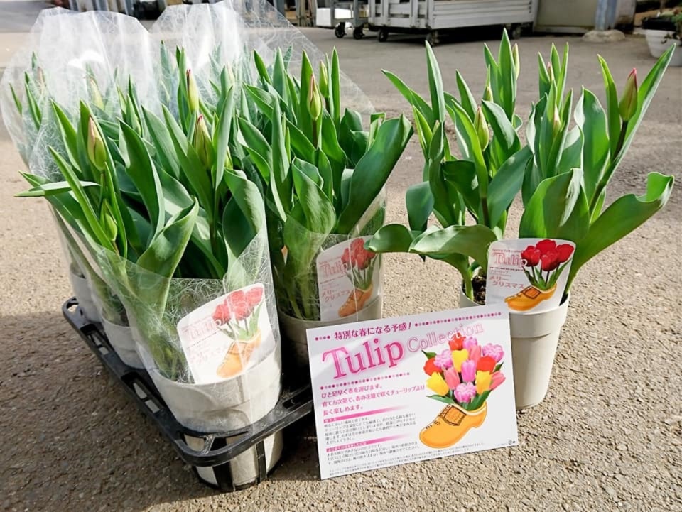 春を先取り 彡 品種おまかせ チューリップ2鉢セット 農家漁師から産地直送の通販 ポケットマルシェ