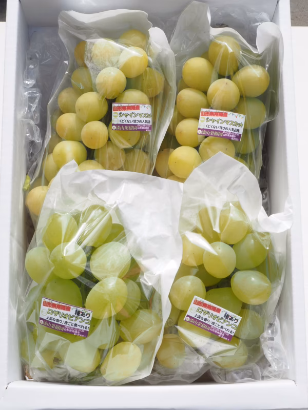 【訳あり】山形県産高級ぶどう☆シャインマスカットとロザリオビアンコの詰合せせ