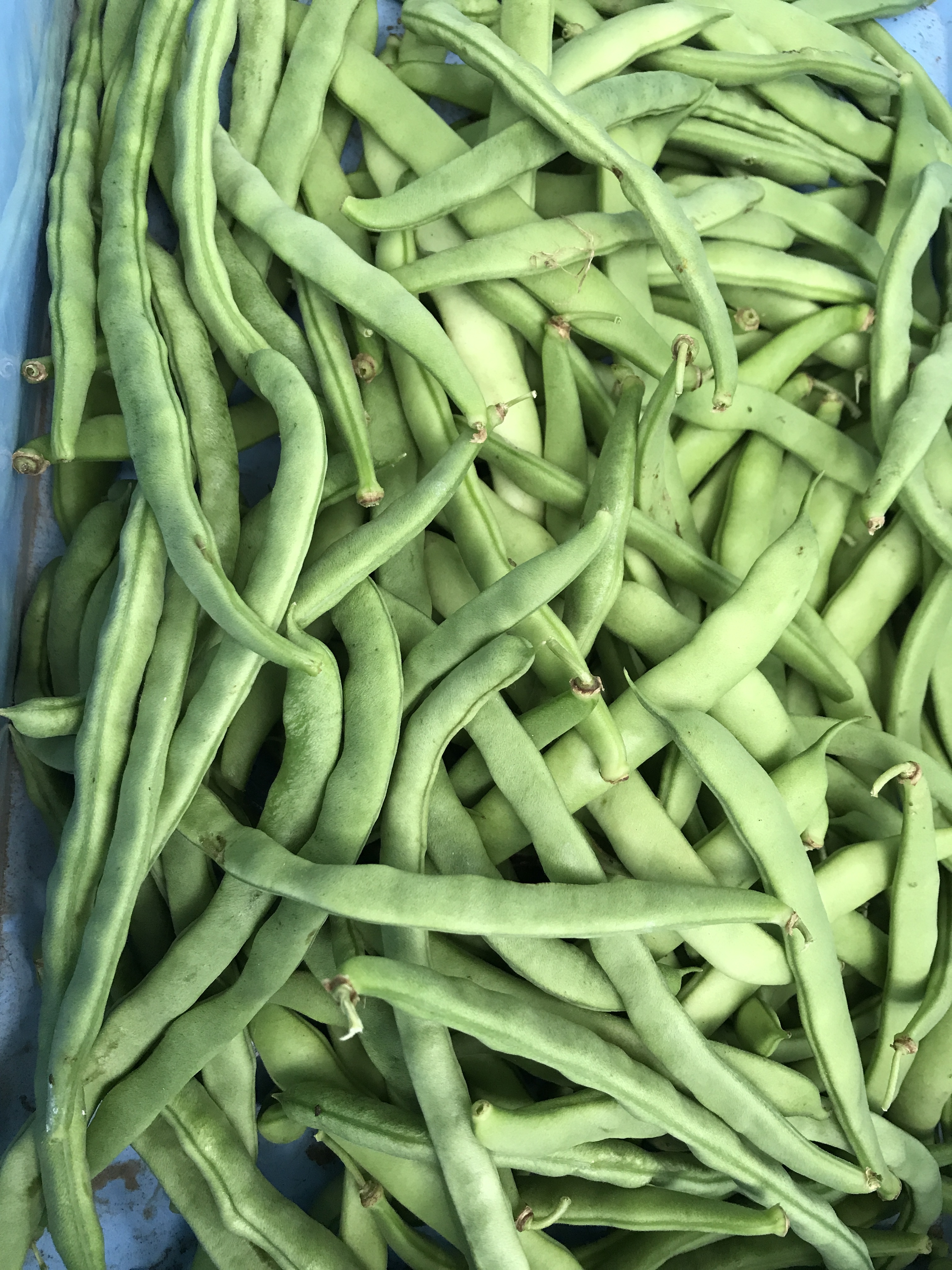 さやえんどう・いんげんの通販・お取り寄せ商品｜野菜｜ポケット