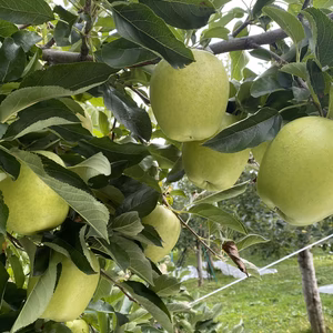 甘さと香り最高！王林