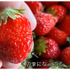 不揃い訳ありいちご　栽培期間中•農薬不使用　まりひめ　