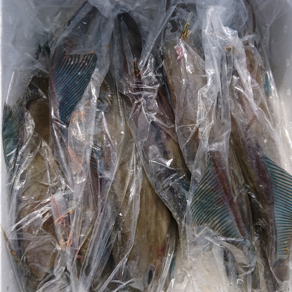 ウマヅラハギ詰めセット 肝醤油で刺身 農家漁師直送のポケットマルシェ