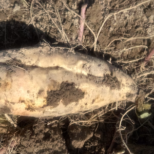 さつまいも　【いずみ13号】　自然栽培　自家採種