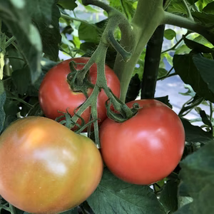 桃太郎トマト　夏秋トマト産地 青森県蓬田村産　【クール便】