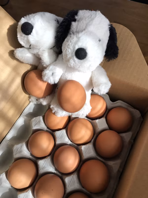 みんなの投稿の画像