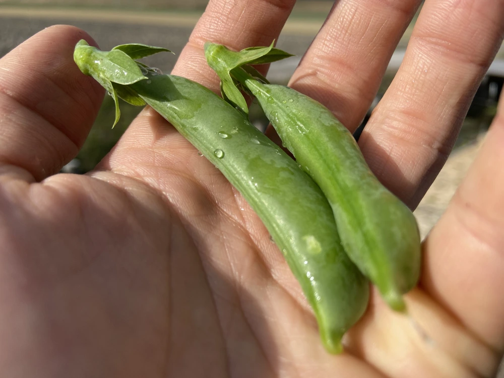 （訳あり）【おのんすなっぷえんどう】1kg（200g×5袋）　朝採れ新鮮！