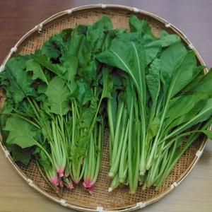 【訳アリ】ほうれん草、小松菜セット Lサイズ