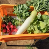 かまちゃん農園の「お楽しみ❣野菜5種セット」